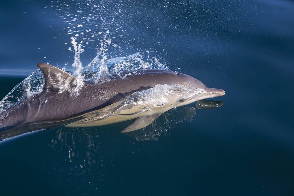 Common Dolphins