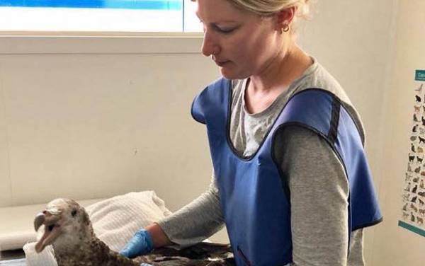 Read more on Kaikoura Wildlife Centre Rehabilitation Portacom