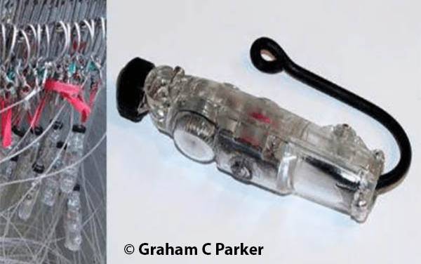 Read more on Forest and Bird