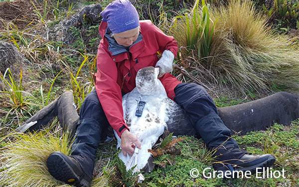 Read more on Southern Seabird Solutions - Albatross Tracker