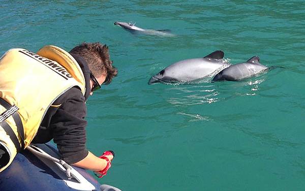 Read more on Kaikōura Ocean Research Institute
