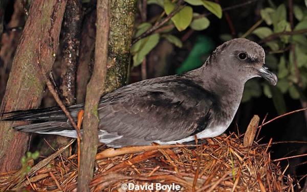 Read more on GPS Tracking of the Chatham Island Tāiko