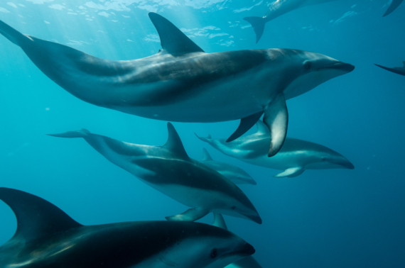 Exploring the Wonders of Kaikoura: A Dolphin Watching Paradise 